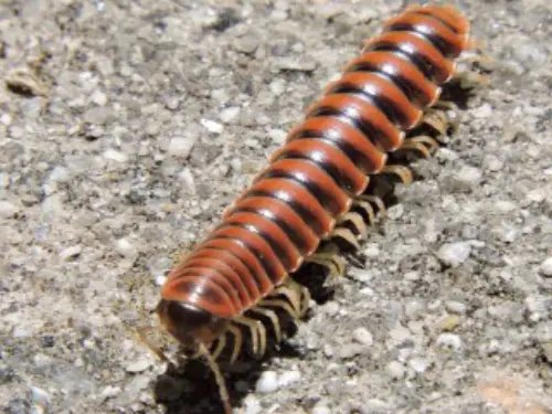 Millipede-Removal--in-Odell-Oregon-millipede-removal-odell-oregon.jpg-image