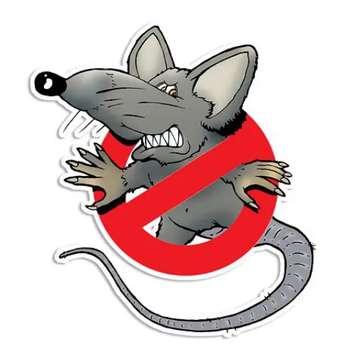 Rodent-Control--in-Camas-Washington-rodent-control-camas-washington.jpg-image