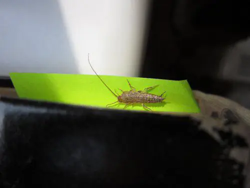 Silverfish-Removal--in-Alsea-Oregon-silverfish-removal-alsea-oregon.jpg-image