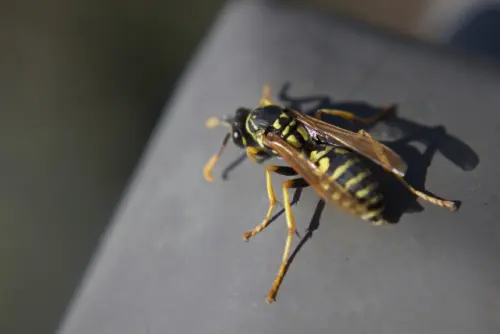 Wasp-Removal--in-Estacada-Oregon-wasp-removal-estacada-oregon.jpg-image